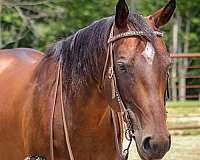 breeding-quarter-horse