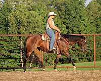 english-pleasure-quarter-horse