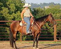 equitation-quarter-horse