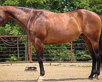 horsemanship-quarter-horse