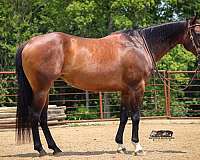 hunt-seat-equitation-quarter-horse