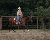 hunter-under-saddle-quarter-horse