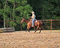 hunter-jumper-quarter-horse