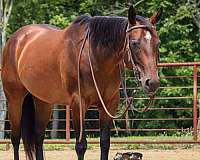all-around-quarter-horse
