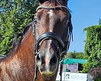 athletic-dutch-warmblood-horse