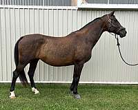 breeding-dutch-warmblood-horse