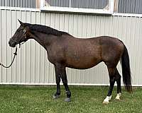 dressage-dutch-warmblood-horse