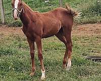 red-roan-roan-aqha-filly-weanling