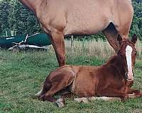 red-roan-roan-filly-weanling