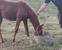 quarter-horse-filly