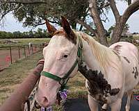 great-color-mare