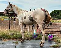 sabino-horse