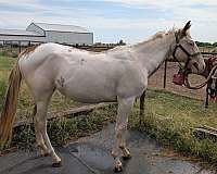 overo-sabino-horse