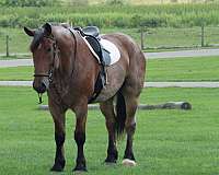 red-roan-color-draft-horse