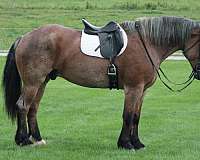 red-roan-color-horse