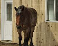 draft-cross-horse
