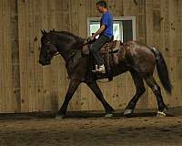 gentle-giant-draft-horse