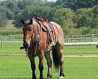 beautiful-draft-horse