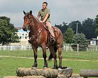 all-around-draft-horse