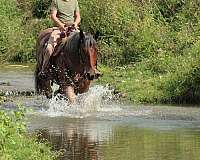 draft-horse