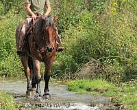 driving-draft-horse
