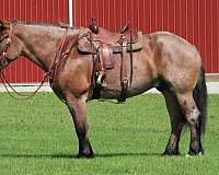 husband-safe-draft-horse