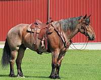 jumping-draft-horse