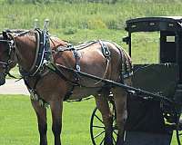 red-roan-color-gelding