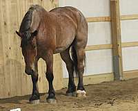 beautiful-draft-gelding