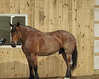 trail-horse-draft