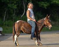 all-around-mule