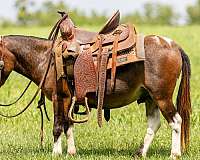 beginner-mule