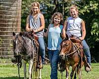 trail-riding-mule