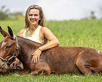 western-riding-mule
