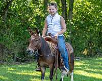 pinto-mule-gelding
