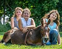 pinto-all-around-pony