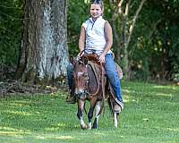 pinto-beginner-pony