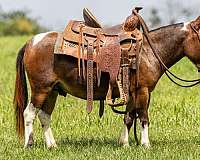 pinto-trail-pony