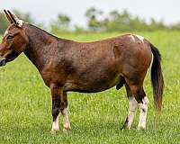 pinto-trail-riding-pony