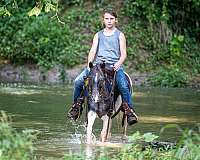 all-around-pony