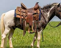 blue-eyed-pony