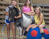 beginner-pony