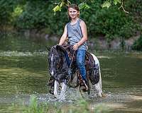 appaloosa