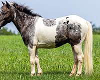 all-around-gelding