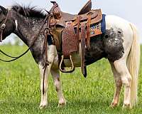beginner-gelding