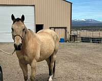 star-left-hind-pastern