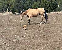 star-left-hind-pastern-horse