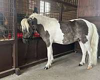 pinto-white-mane-tail-horse