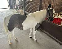 grey-amha-filly