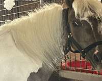 amha-paint-filly